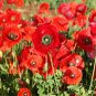 RED CORN POPPY AMERICAN LEGION Papaver Rhoeas - 5,000 Seeds FJ