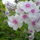 PHLOX MIXED COLORS Phlox Drummondii - 100 Seeds FJ