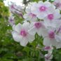 PHLOX MIXED COLORS Phlox Drummondii - 100 Seeds FJ