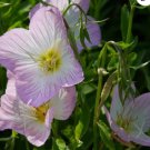 PRIMROSE SHOWING EVENING Oenothera Speciosa - 1,000 Seeds FJ