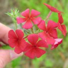 PHLOX RED Phlox Drummondii - 100 Seeds FJ