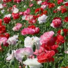 POPPY SHIRLEY DOUBLE MIXED COLORS Papaver Rhoeas - 5,000 Seeds FJ