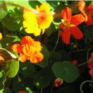 NASTURTIUM JEWEL MIX Tropaeolum Majus - 25 Seeds FJ