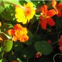 NASTURTIUM JEWEL MIX Tropaeolum Majus - 25 Seeds FJ