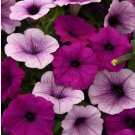PETUNIA LAURA BUSH Petunia X Violacea Solanaceae - 100 Seeds FJ