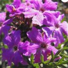 MOSS VERBENA Verbena Tenuisecta - 200 Seeds FJ
