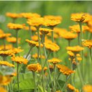 MARQUERITE GOLDEN Anthemis Sancti-Johannis - 100 Seeds FJ