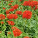MALTESE CROSS Lychnis Chalcedonica - 1,000 Seeds FJ