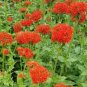 MALTESE CROSS Lychnis Chalcedonica - 1,000 Seeds FJ