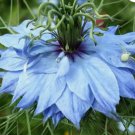 LOVE IN A MIST JEWELS MIX Nigella Damascena - 1,000 Seeds FJ