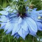 LOVE IN A MIST JEWELS MIX Nigella Damascena - 1,000 Seeds FJ