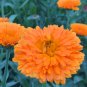 CALENDULA ORANGE KING Calendula Officinalis - 20 Seeds FJ