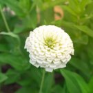 ZINNIA POLAR BEAR Zinnia Elegans - 1,100 Bulk Seeds FJ
