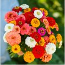 ZINNIA PUMILA MIXED COLORS Zinnia Elegans - 2,500 Bulk Seeds FJ