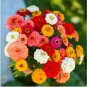 ZINNIA PUMILA MIXED COLORS Zinnia Elegans - 2,500 Bulk Seeds FJ