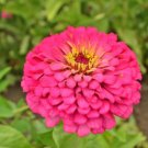 ZINNIA DAHLIA MIXED COLORS Zinnia Elegans - 5,000 Bulk Seeds FJ
