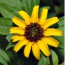 ZINNIA CREEPING Sanvitalia Procumbens - 15,000 Bulk Seeds FJ