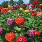 ZINNIA DAHLIA MIXED COLORS Zinnia Elegans - 1,100 Bulk Seeds FJ