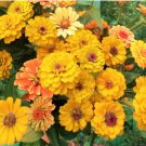 ZINNIA CANARY BIRD Zinnia Elegans - 1,100 Bulk Seeds FJ