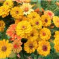 ZINNIA CANARY BIRD Zinnia Elegans - 1,100 Bulk Seeds FJ