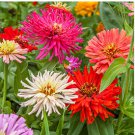 ZINNIA CACTUS MIXED COLORS Zinnia Elegans - 1,100 Bulk Seeds FJ