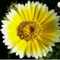 TIDY TIPS Layia Platyglossa - 5,000 Bulk Seeds FJ