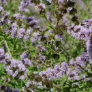 SPEARMINT Mentha Spicata - 10,000 Bulk Seeds FJ