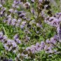 SPEARMINT Mentha Spicata - 10,000 Bulk Seeds FJ