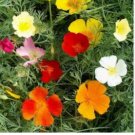 CALIFORNIA POPPY MIXED COLORS Eschscholzia Californica - 50,000 Bulk Seeds FJ
