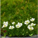 IRISH MOSS PEARLWORT Sagina Subulata - 11,000 Bulk Seeds FJ
