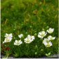 IRISH MOSS PEARLWORT Sagina Subulata - 11,000 Bulk Seeds FJ