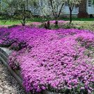 CREEPING THYME DWARF GROUND COVER Thymus Serpyllum - 25,000 Bulk Seeds FJ