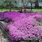 CREEPING THYME DWARF GROUND COVER Thymus Serpyllum - 25,000 Bulk Seeds FJ