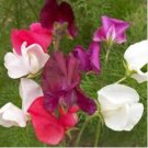 SWEET PEA CUTHBERTSON MIXED COLORS Lathyrus Odoratus - 110 Bulk Seeds FJ