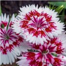 SWEET WILLIAM Dianthus Barbatus - 10,000 Bulk Seeds FJ