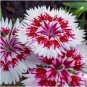 SWEET WILLIAM Dianthus Barbatus - 10,000 Bulk Seeds FJ