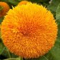 SUNFLOWER TEDDY BEAR Helianthus Annuus - 100 Bulk Seeds FJ