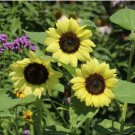 SUNFLOWER LEMON QUEEN Helianthus Annuus - 100 Bulk Seeds FJ