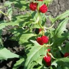SPINACH STRAWBERRY STICKS Chenopodium Foliosum - 500 Bulk Seeds FJ