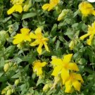 ST.JOHN'S WORT TRAILING Hypericum Cerastoides - 100 Bulk Seeds FJ
