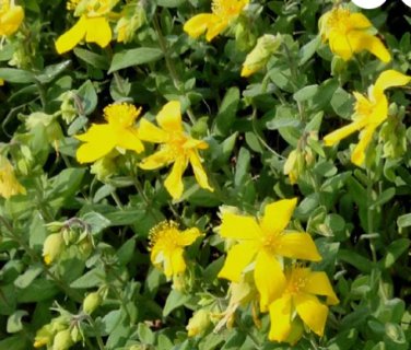 ST.JOHN'S WORT TRAILING Hypericum Cerastoides - 100 Bulk Seeds FJ