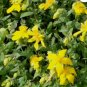 ST.JOHN'S WORT TRAILING Hypericum Cerastoides - 100 Bulk Seeds FJ