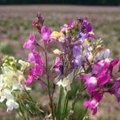 SPURRED SHAPDRAGON TOADFLAX FAIRY BOUQUET Linaria Maroccana - 10,000 Bulk Seeds FJ