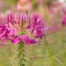 SPIDER FLOWER ROSE QUEEN Cleome Hasslerianai - 100 Bulk Seeds FJ