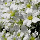SNOW IN SUMMER Cerastium Tomentosum - 15,000 Bulk Seeds FJ
