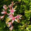 SEDUM STOLON STONECROP Sedum Stoloniferum - 300 Bulk Seeds FJ