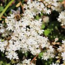 SEDUM OKTOBERFEST STONECROP Sedum Acre - 300 Bulk Seeds FJ