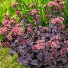 SEDUM EMPEROR"S WAVE STONECROP Sedum Telephium - 200 Bulk Seeds FJ