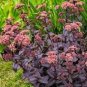 SEDUM EMPEROR"S WAVE STONECROP Sedum Telephium - 200 Bulk Seeds FJ