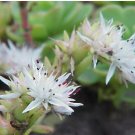 SEDUM CLIFF STONECROP Sedum Glaucophyllum - 200 Bulk Seeds FJ